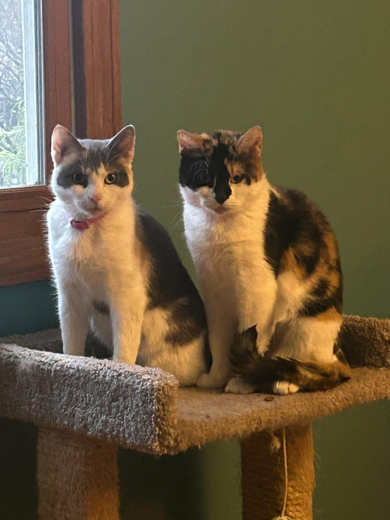 Galetta & Azul bonded sisters , adopted, Young Female Calico.