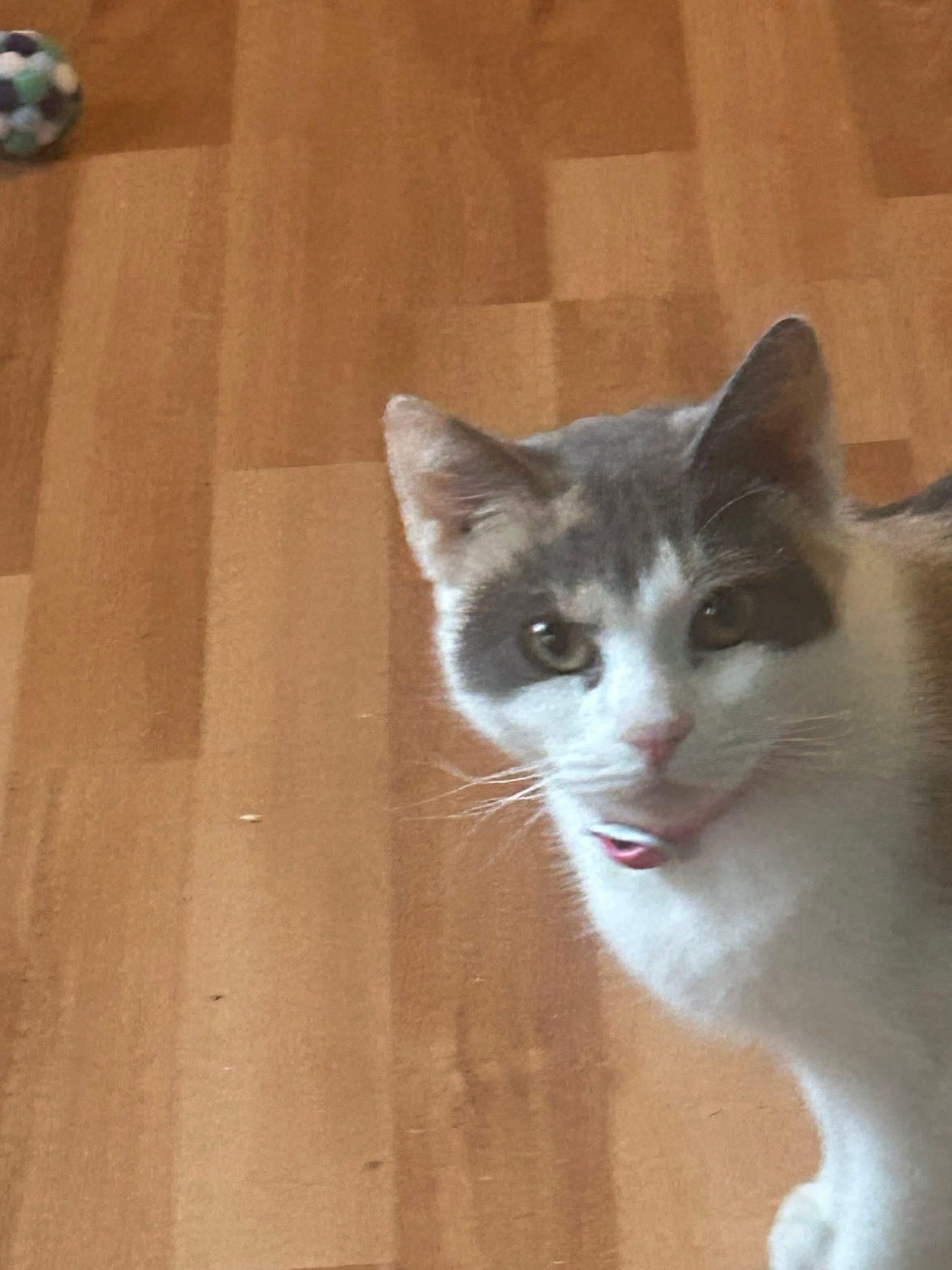 Enlarge Galetta & Azul bonded sisters , an adopted Calico in Enfield, CT image 3/6