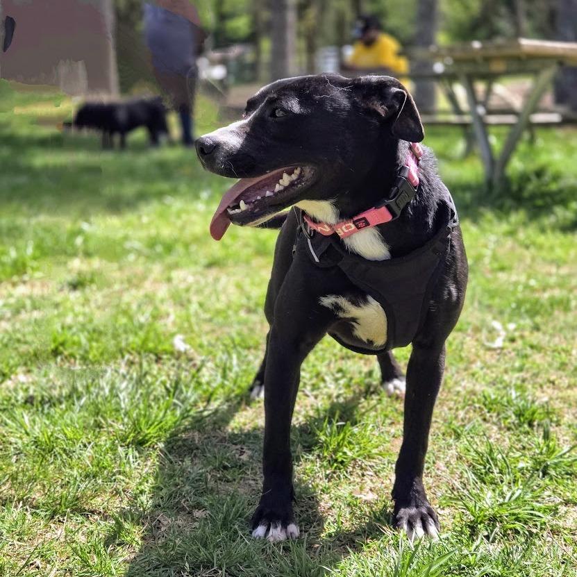 Enlarge Inky, a Adoptable American Staffordshire Terrier in Shelby, NC image 1/2