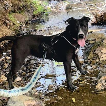 Enlarge Inky, a Adoptable American Staffordshire Terrier in Shelby, NC image 2/2