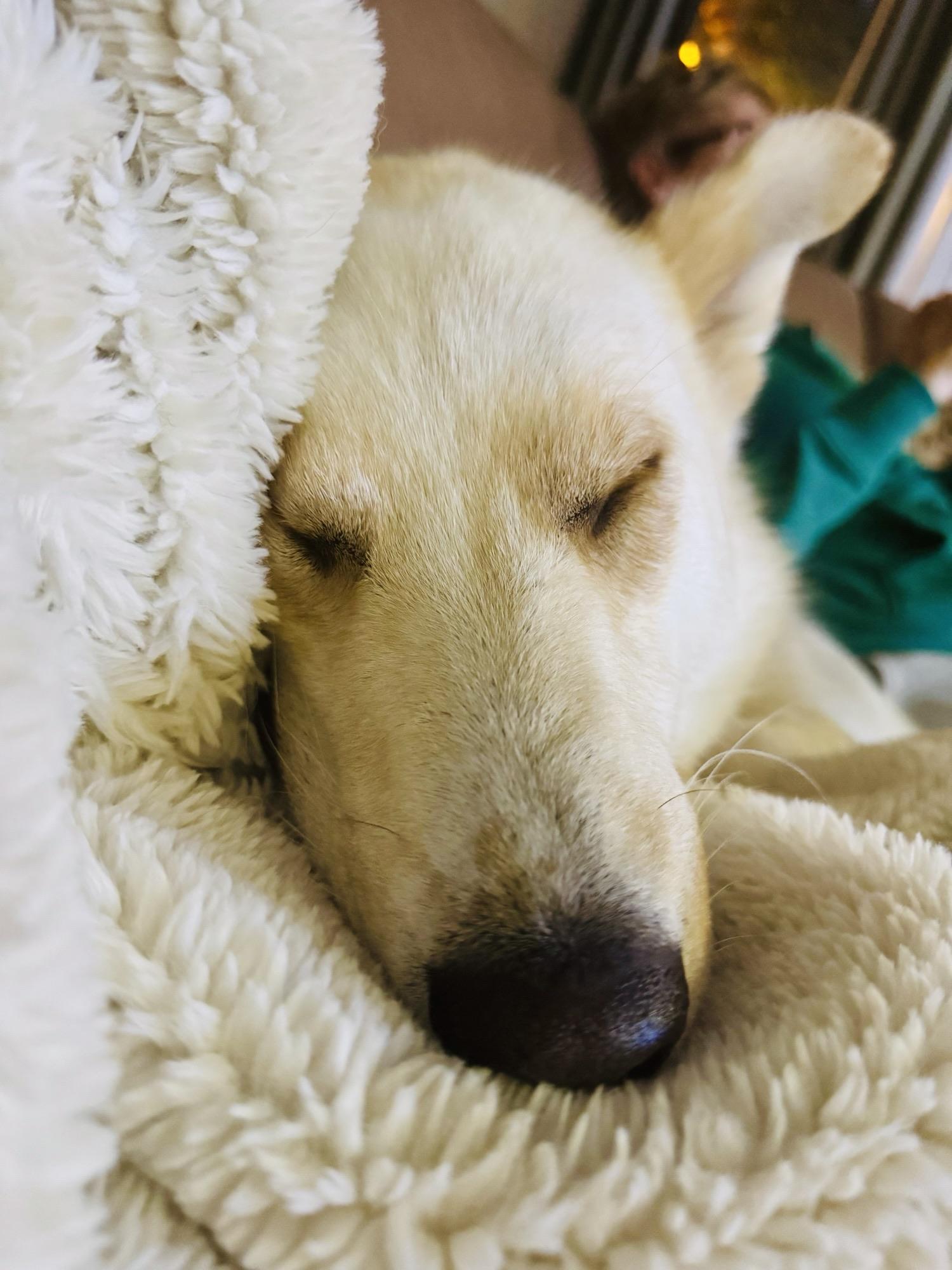 Millie, a Adoptable Mixed Breed in Saskatoon, SK image 2/6