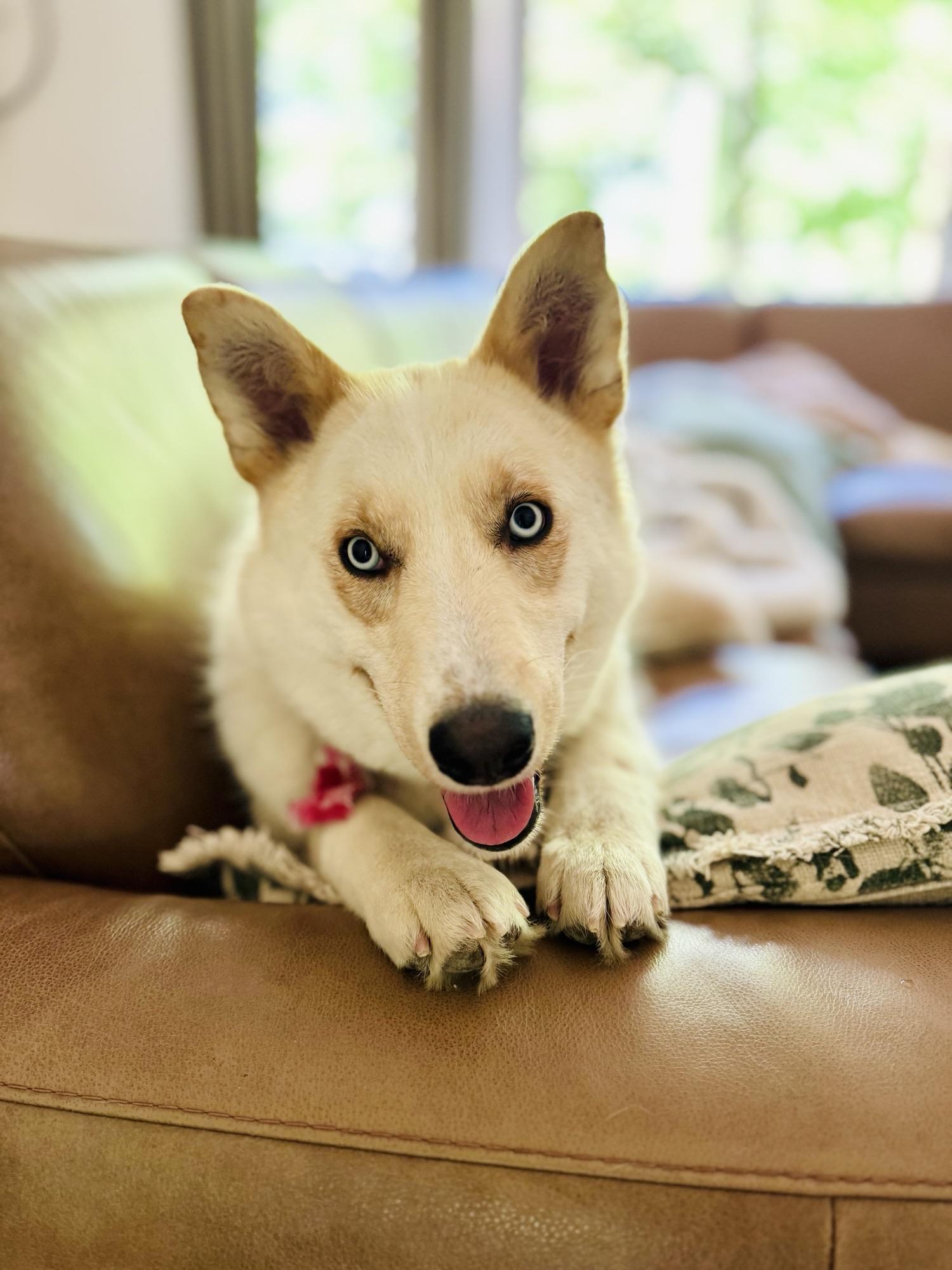 Millie, an adoptable Mixed Breed in Saskatoon, SK, S7H 0W2 | Photo Image 3