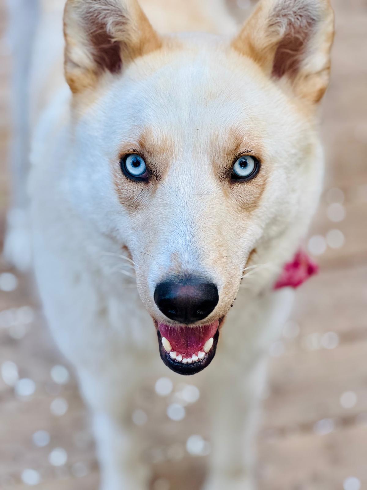 Enlarge Millie, a Adoptable Mixed Breed in Saskatoon, SK image 6/6