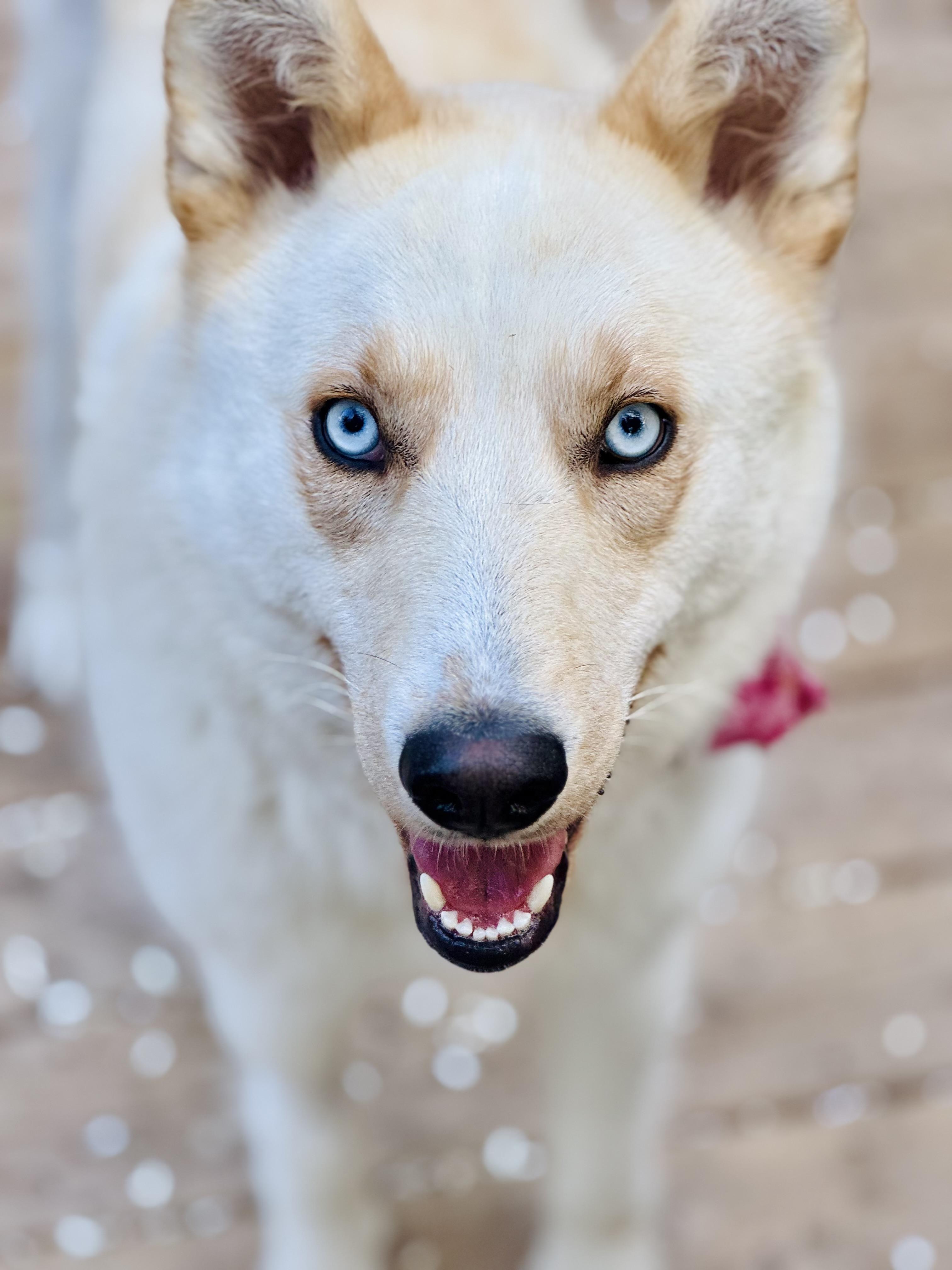 Millie, an adoptable Mixed Breed in Saskatoon, SK, S7H 0W2 | Photo Image 4