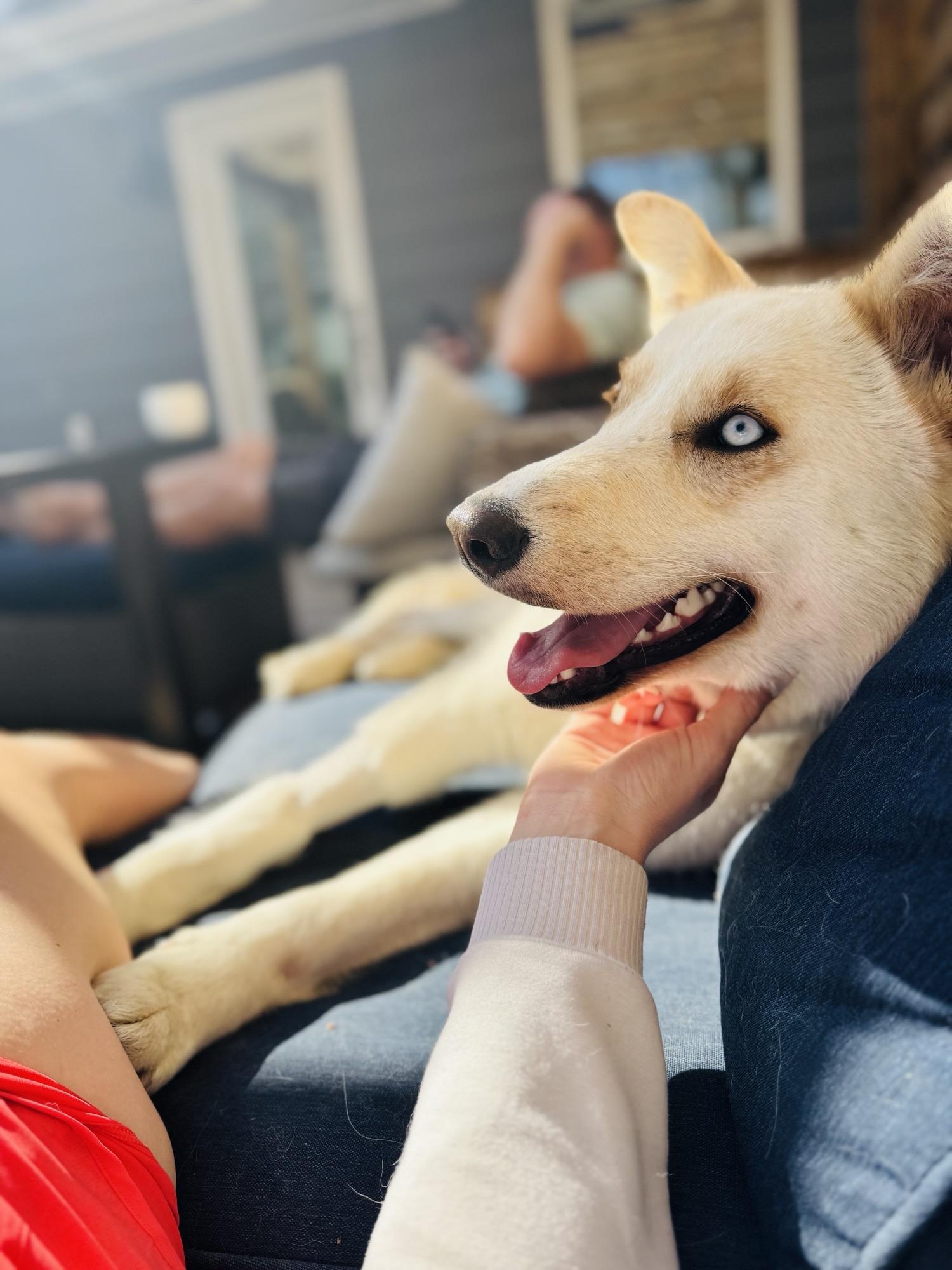 Millie, an adoptable Mixed Breed in Saskatoon, SK, S7H 0W2 | Photo Image 5