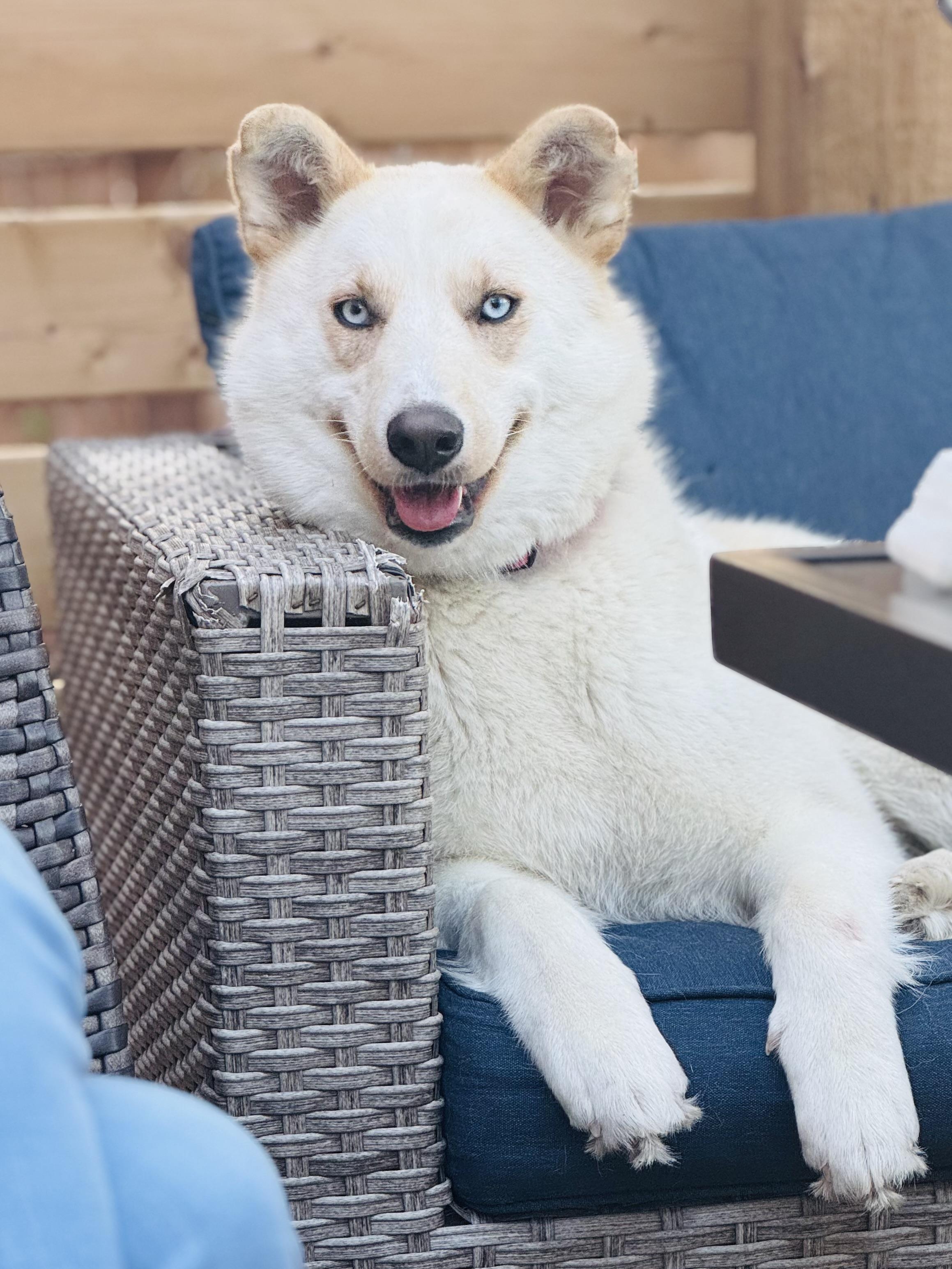 Millie, a Adoptable Mixed Breed in Saskatoon, SK image 6/6