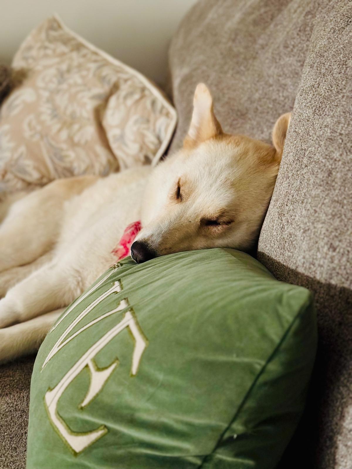 Enlarge Millie, a Adoptable Mixed Breed in Saskatoon, SK image 5/6