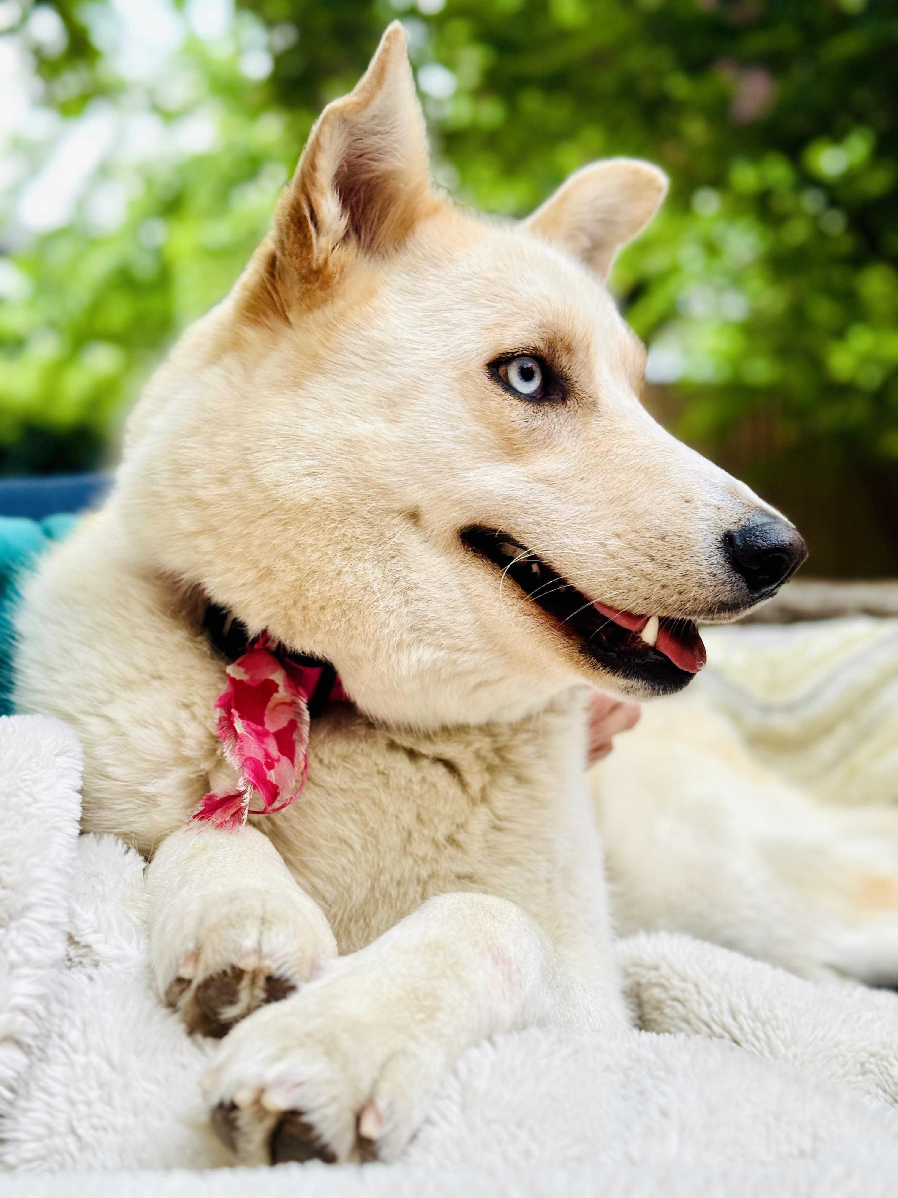 Millie, a Adoptable Mixed Breed in Saskatoon, SK image 1/6