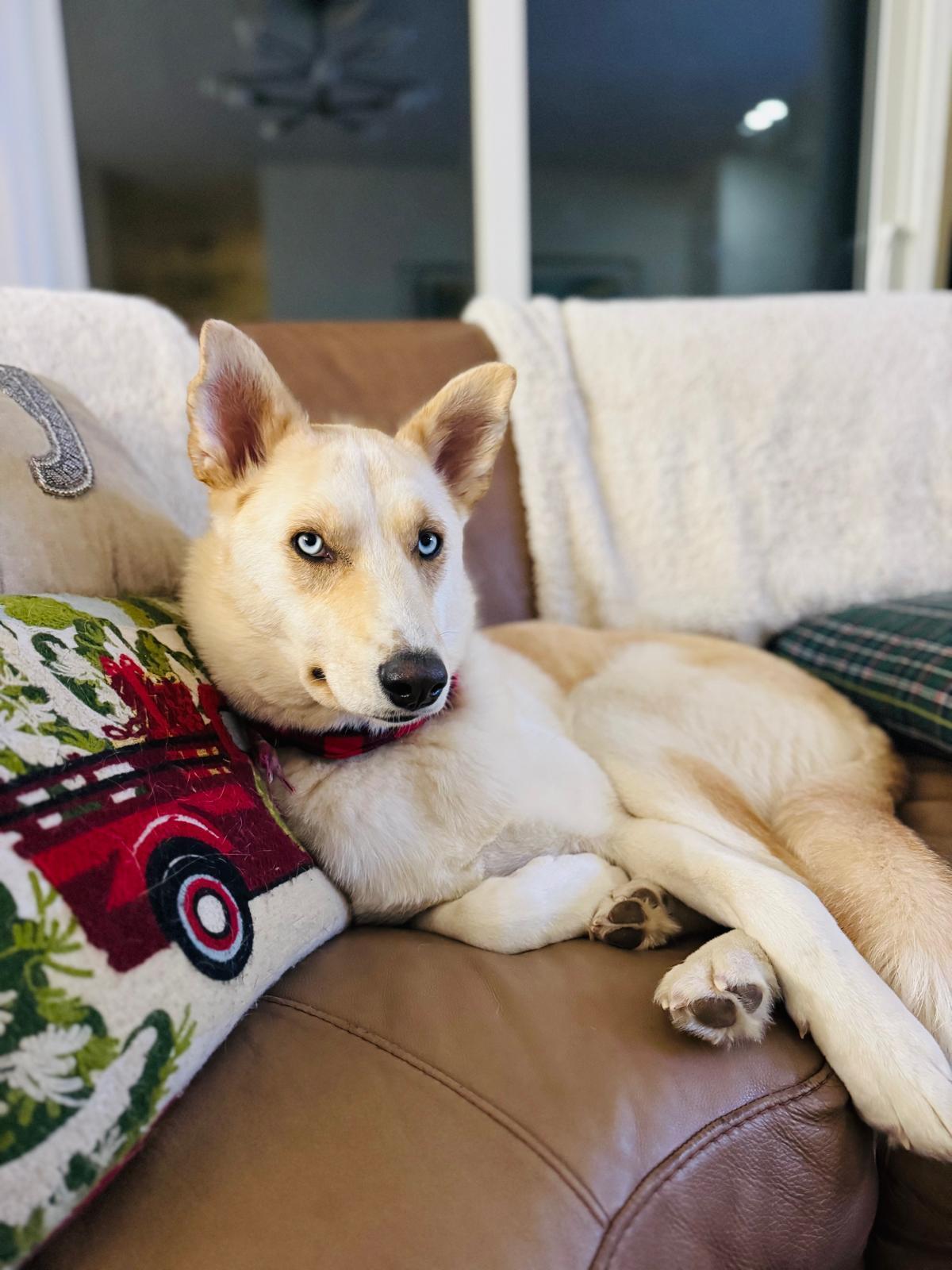 Enlarge Millie, a Adoptable Mixed Breed in Saskatoon, SK image 4/6