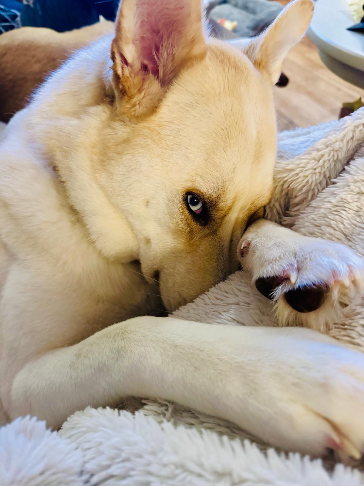 Enlarge Millie, a Adoptable Mixed Breed in Saskatoon, SK image 2/6