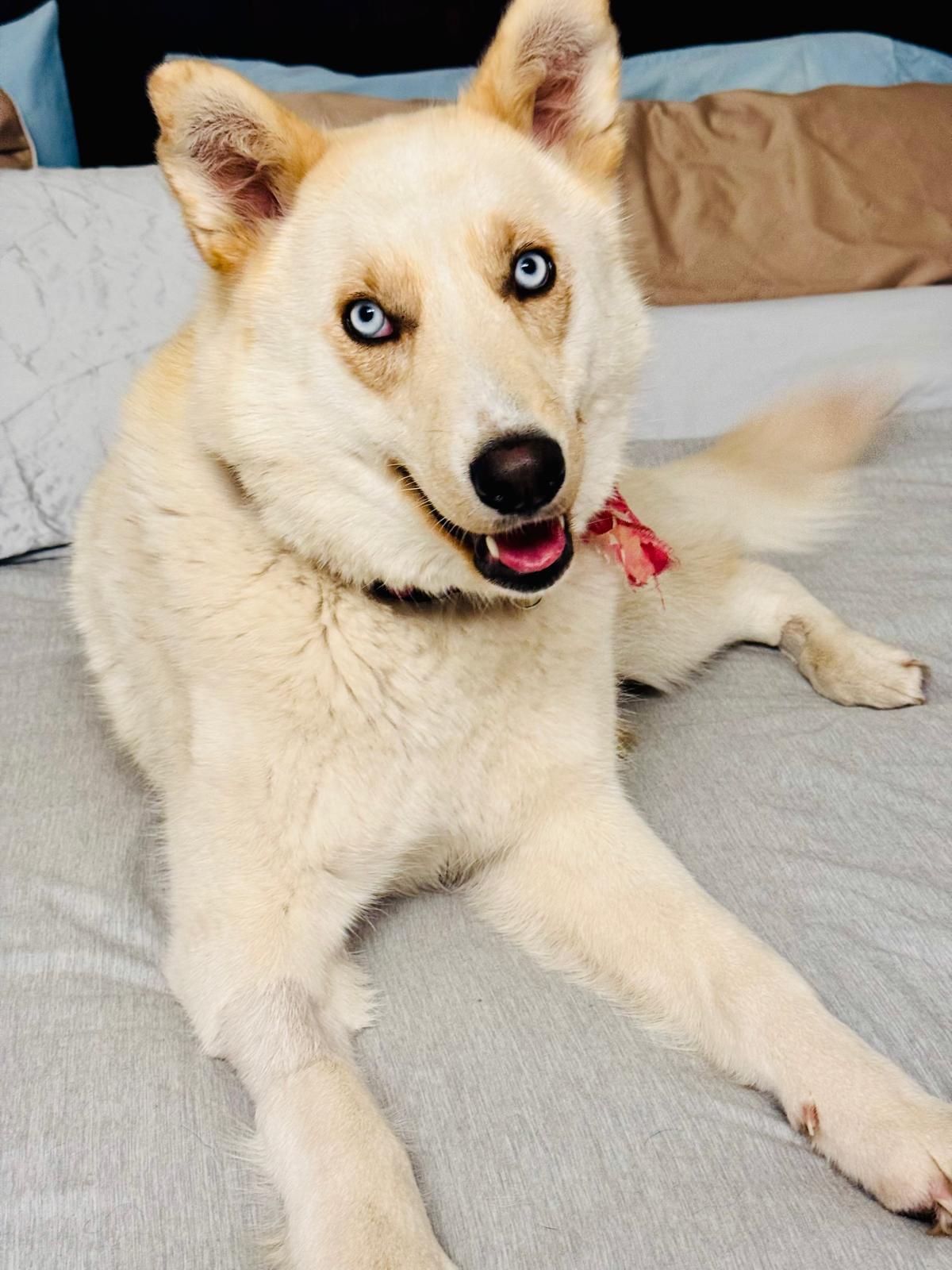 Millie, Adoptable, Young Female Mixed Breed.