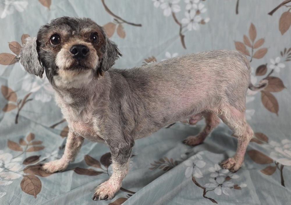 Enlarge Winston, a Adoptable mixed breed in Oakland, MI image 2/5