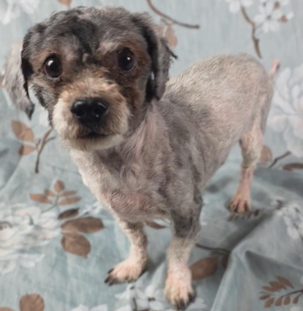 Enlarge Winston, a Adoptable mixed breed in Oakland, MI image 3/5