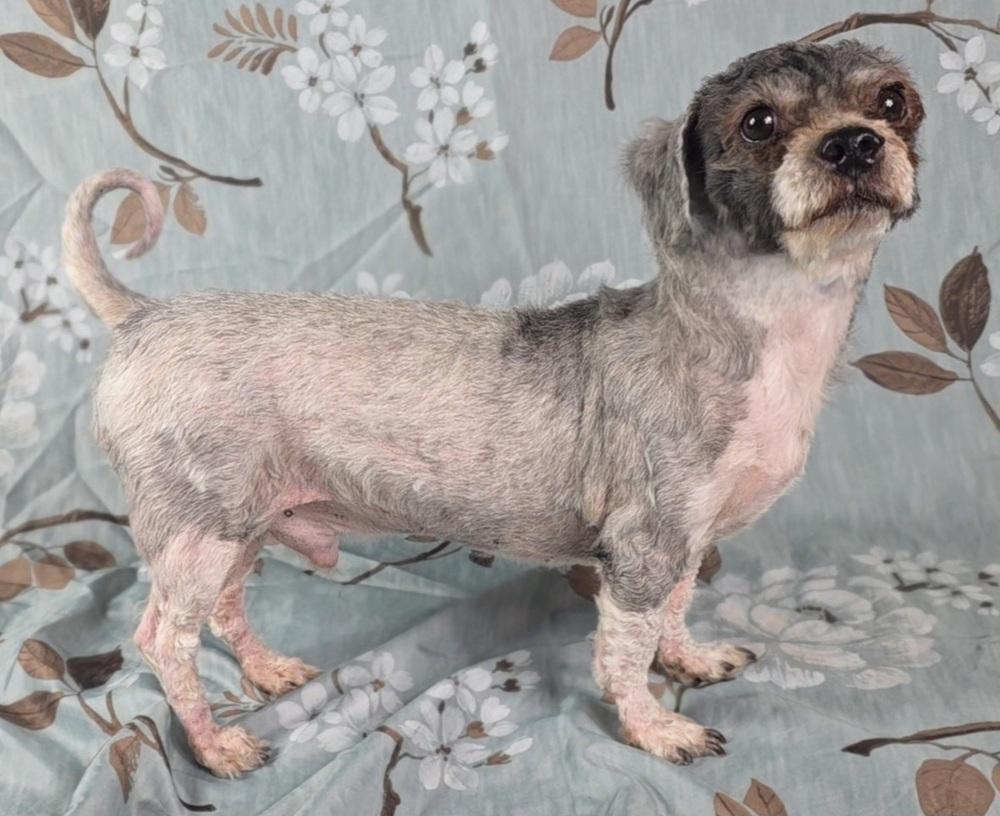 Enlarge Winston, a Adoptable mixed breed in Oakland, MI image 5/5