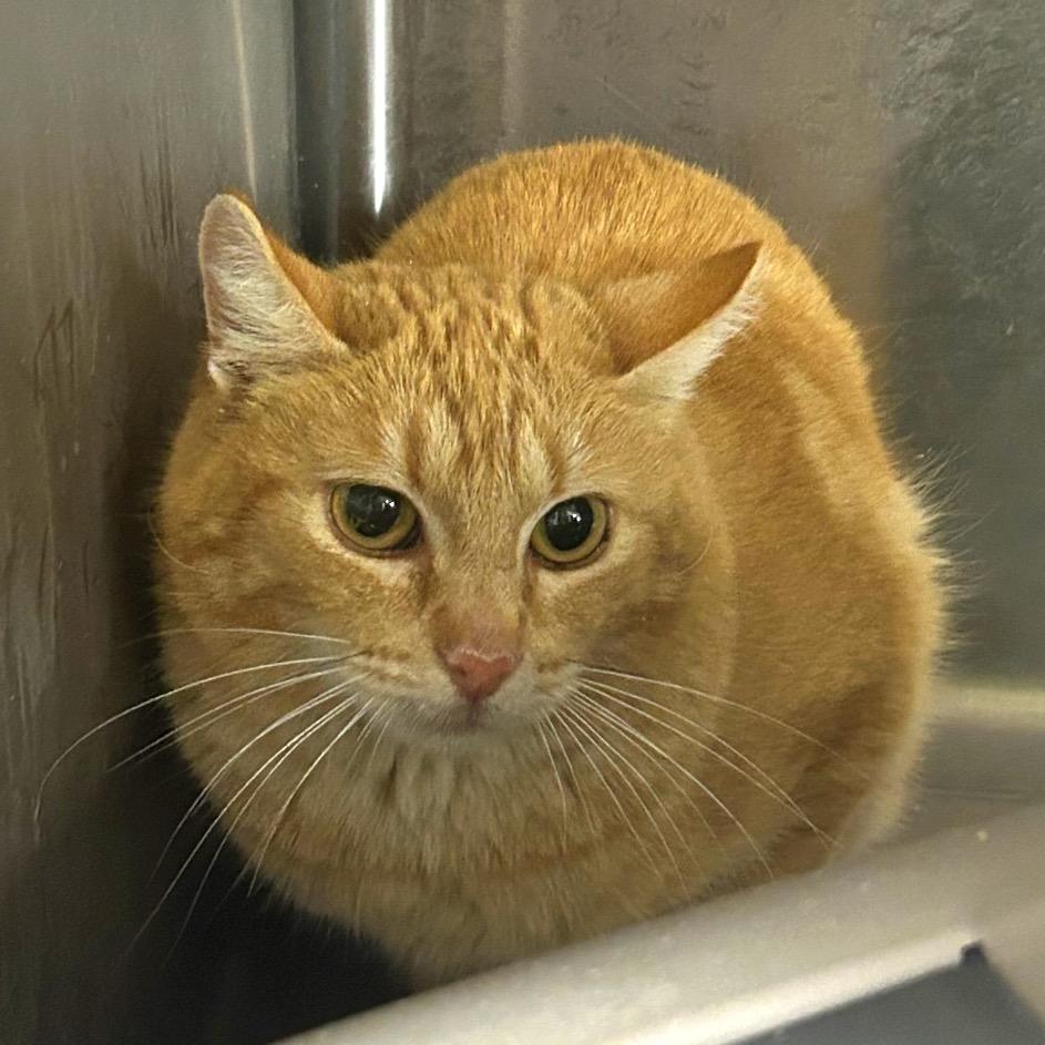 Enlarge Sawyer, a Adoptable Domestic Short Hair in Salt Lake City, UT image 1/2