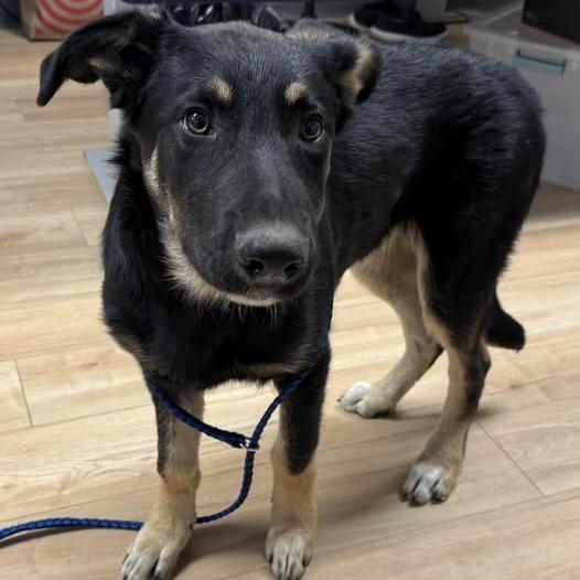 26-409, Adoptable, Young Male German Shepherd Dog.