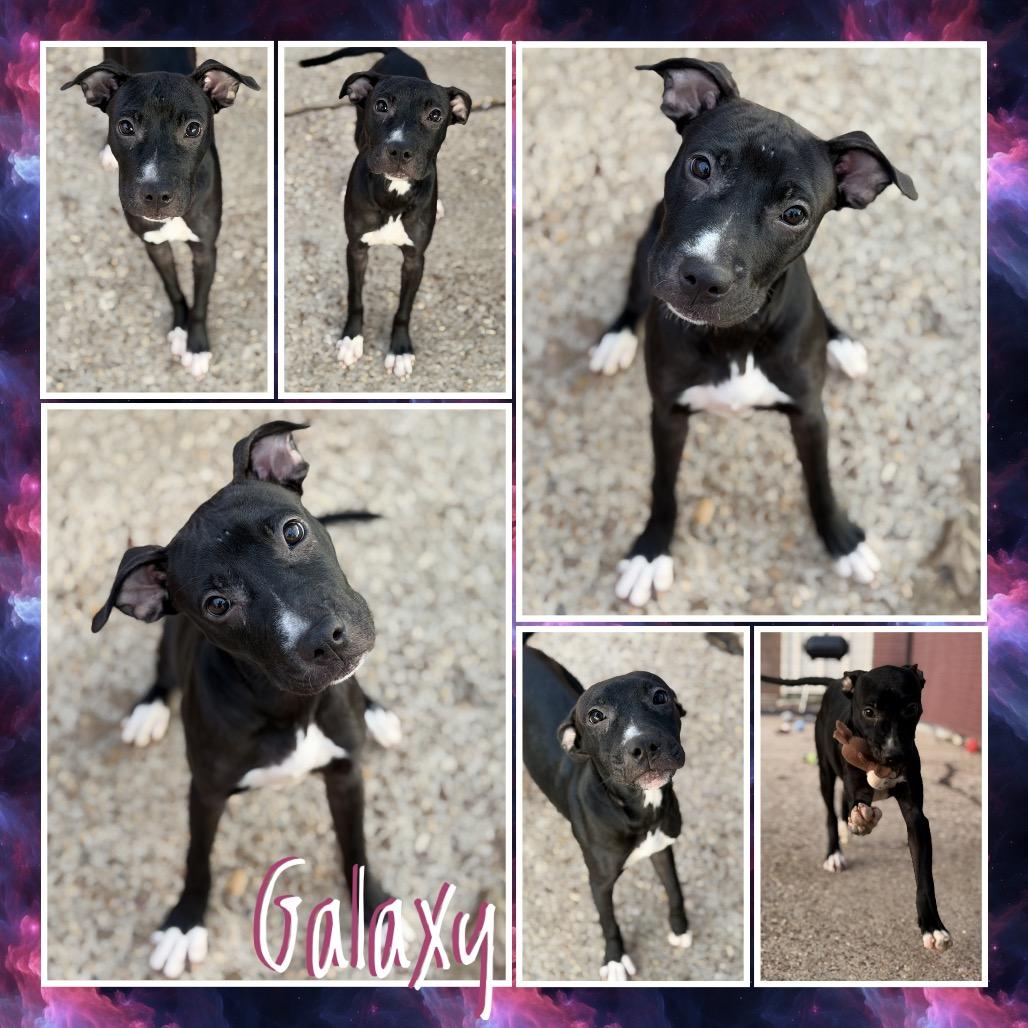 Galaxy, Adoptable, Young Female Terrier & Mixed Breed.
