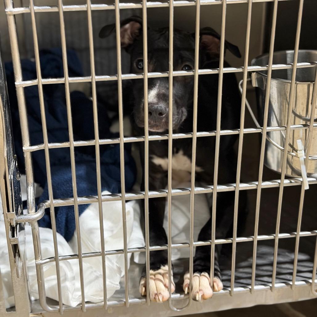 Enlarge Galaxy, a Adoptable mixed breed in Fort Smith, AR image 2/2