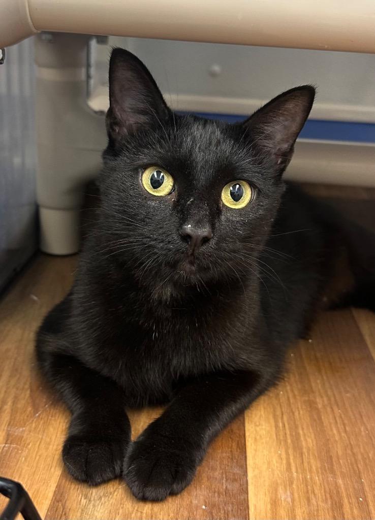 9/10/23 - Momma Sonic, Adoptable, Adult Female Manx.