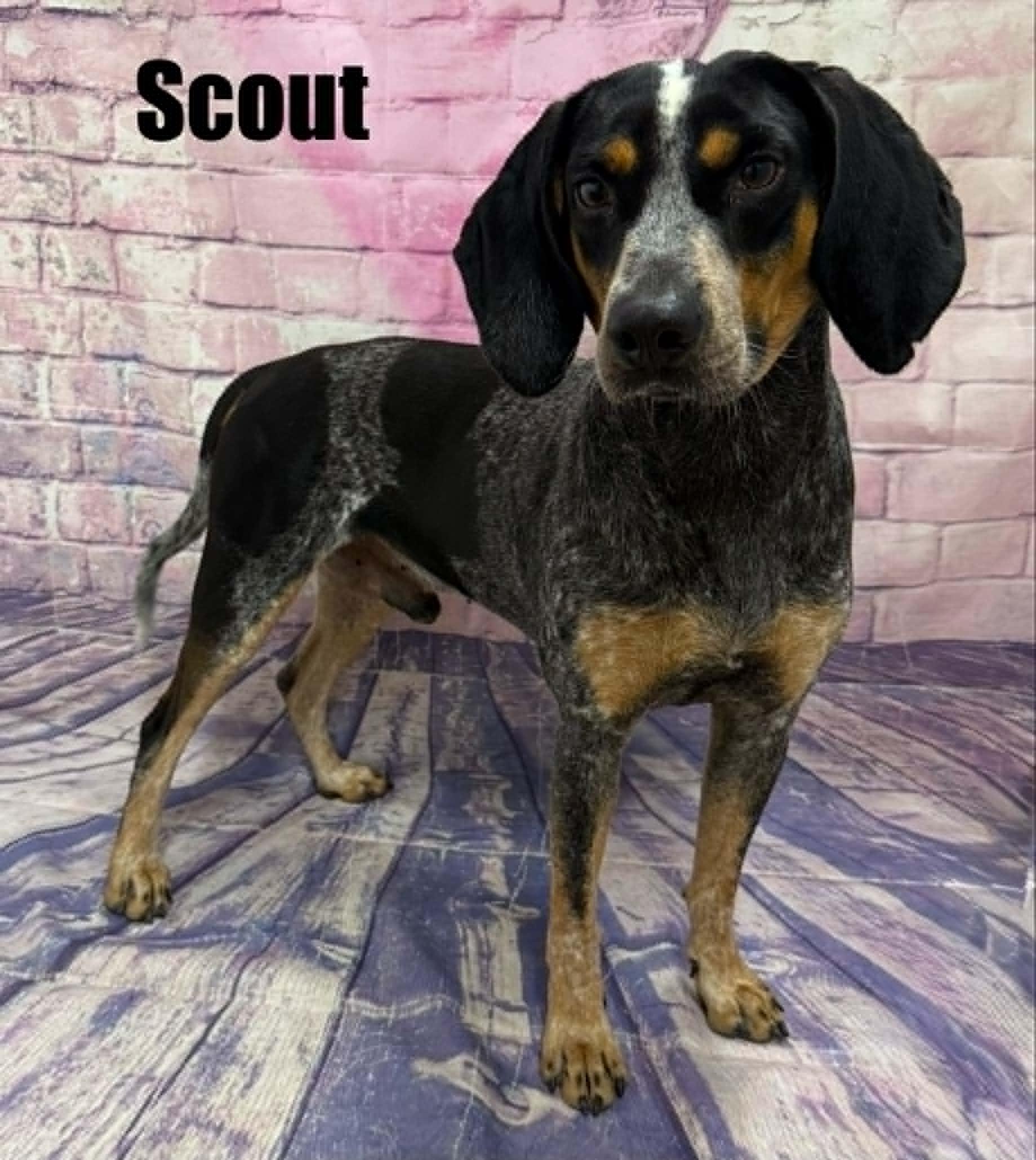 Scout, a ADOPTABLE mixed breed in Quincy, MI image 2/3