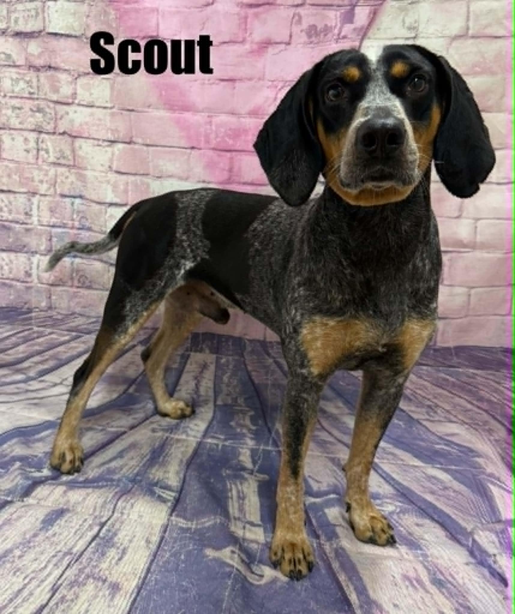 Scout, a ADOPTABLE mixed breed in Quincy, MI image 3/3
