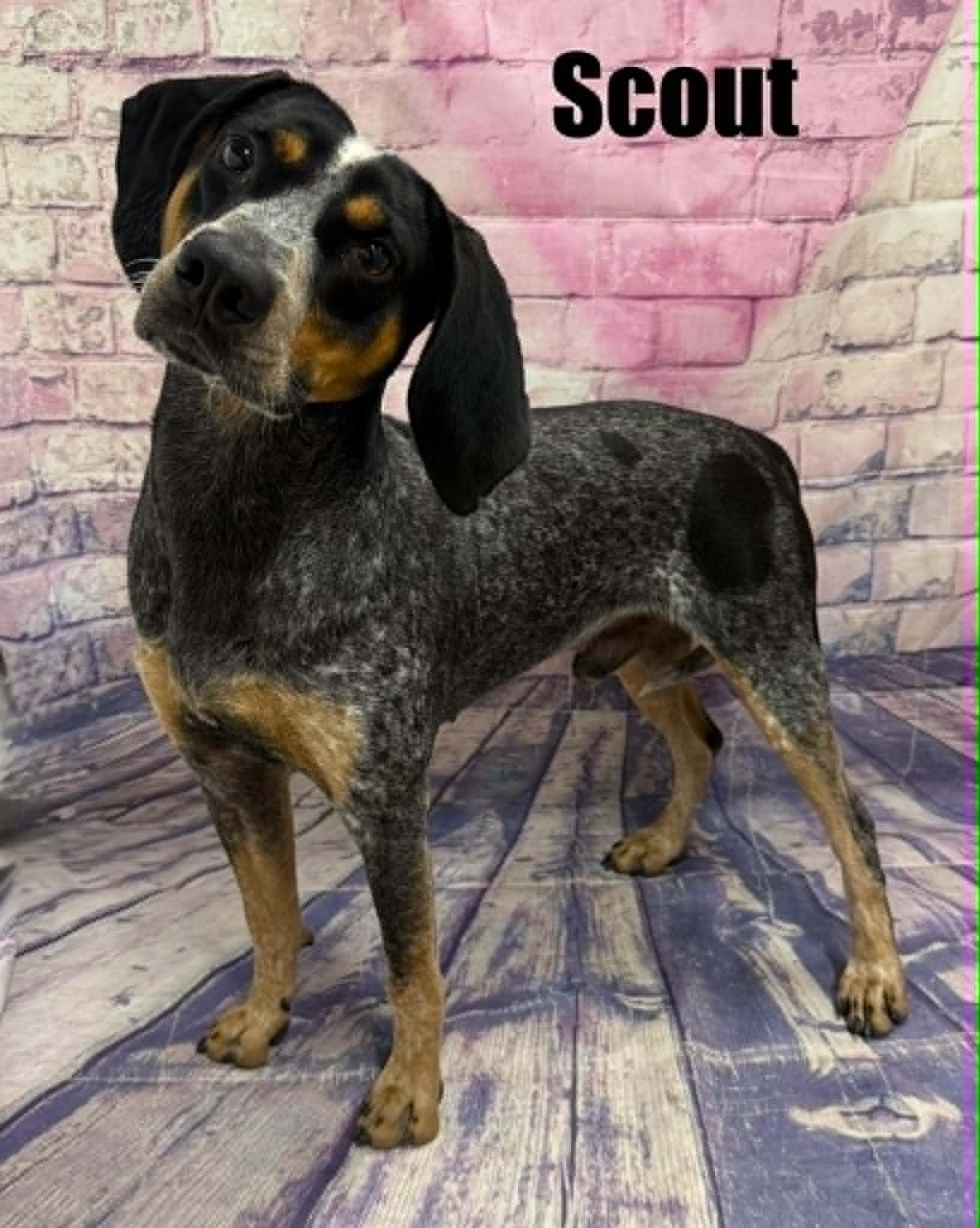 Scout, a ADOPTABLE mixed breed in Quincy, MI image 1/3