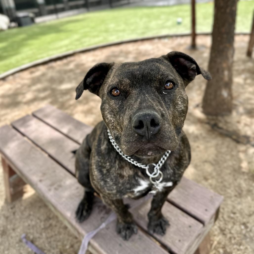 Maple - ECAS, Adoptable, Adult Female Pit Bull Terrier & Mixed Breed.