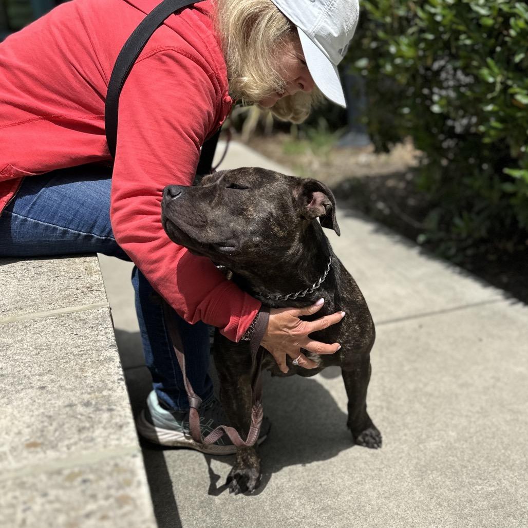 Enlarge Maple - ECAS, a Adoptable mixed breed in Pleasanton, CA image 2/6