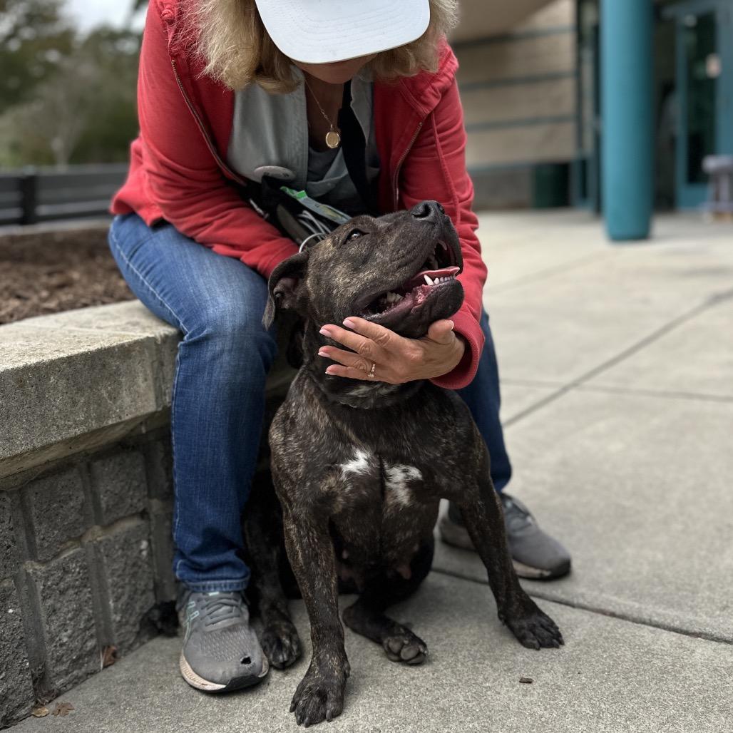 Enlarge Maple - ECAS, a Adoptable mixed breed in Pleasanton, CA image 3/6
