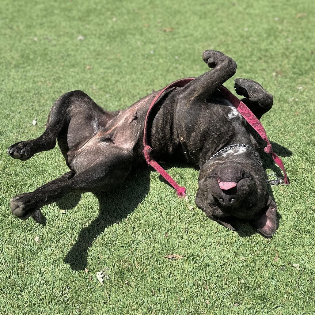 Enlarge Maple - ECAS, a Adoptable mixed breed in Pleasanton, CA image 1/6