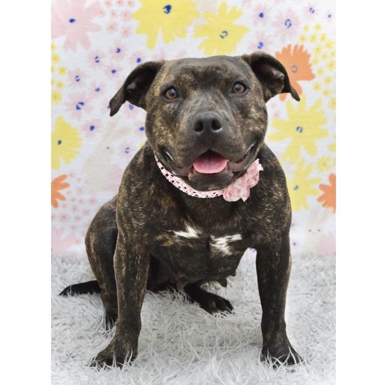 Maple - ECAS, Adoptable, Adult Female Pit Bull Terrier.