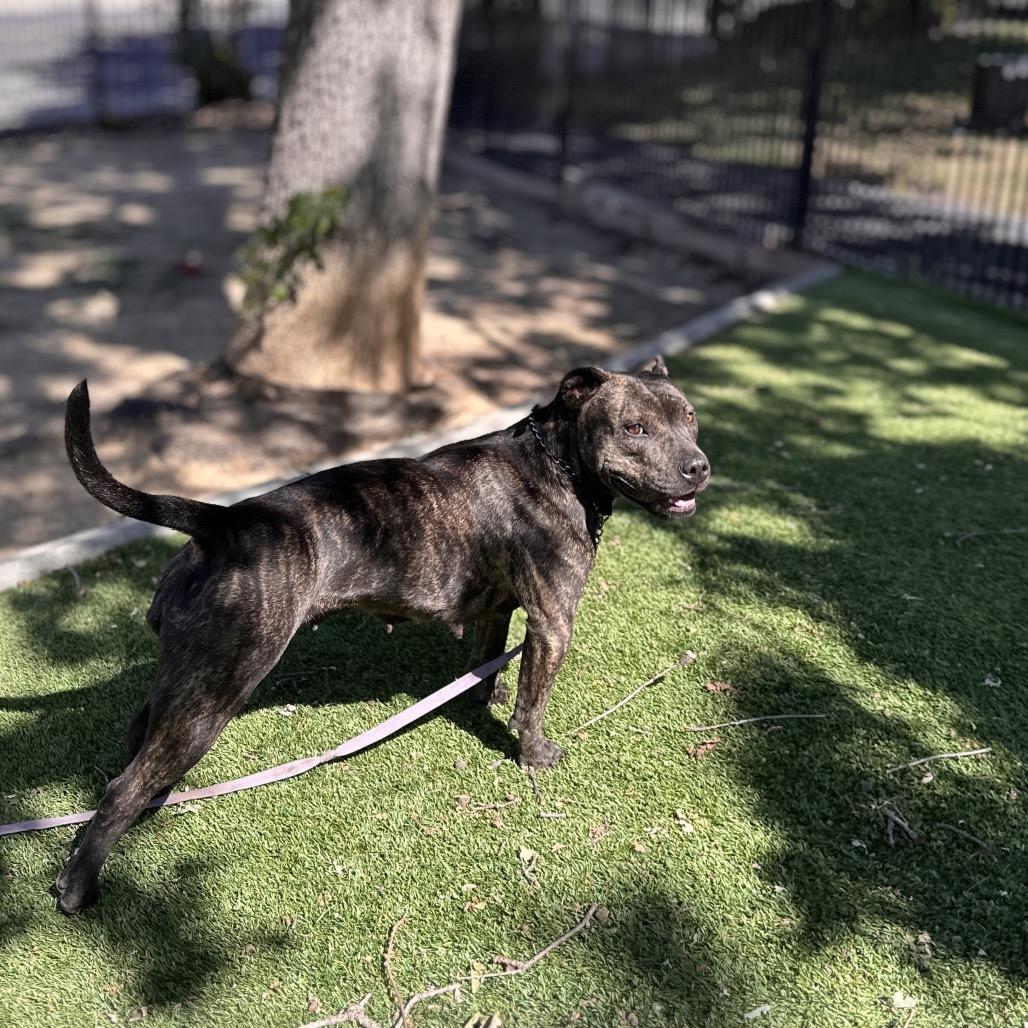 Enlarge Maple - ECAS, a Adoptable mixed breed in Pleasanton, CA image 2/6