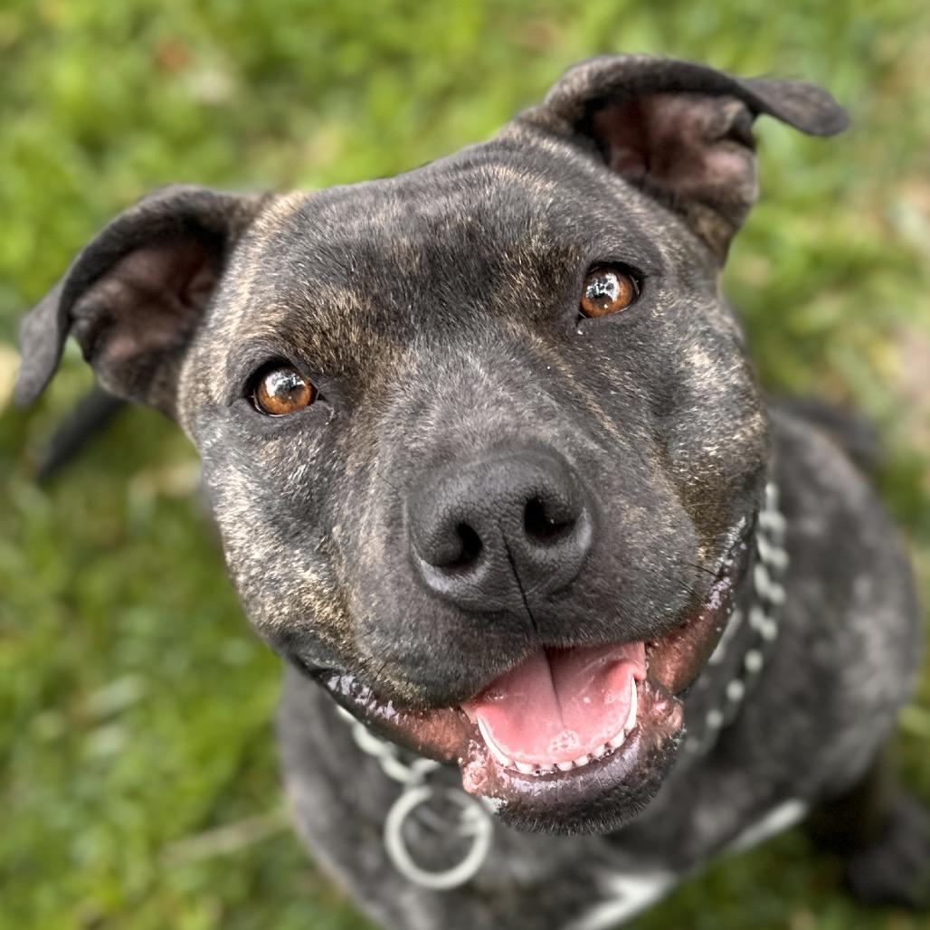 Enlarge Maple - ECAS, a Adoptable mixed breed in Pleasanton, CA image 3/6