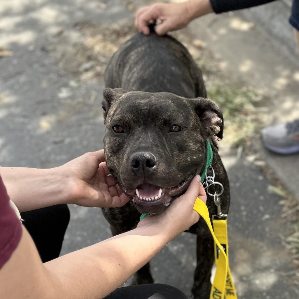 Enlarge Maple - ECAS, a Adoptable mixed breed in Pleasanton, CA image 3/6