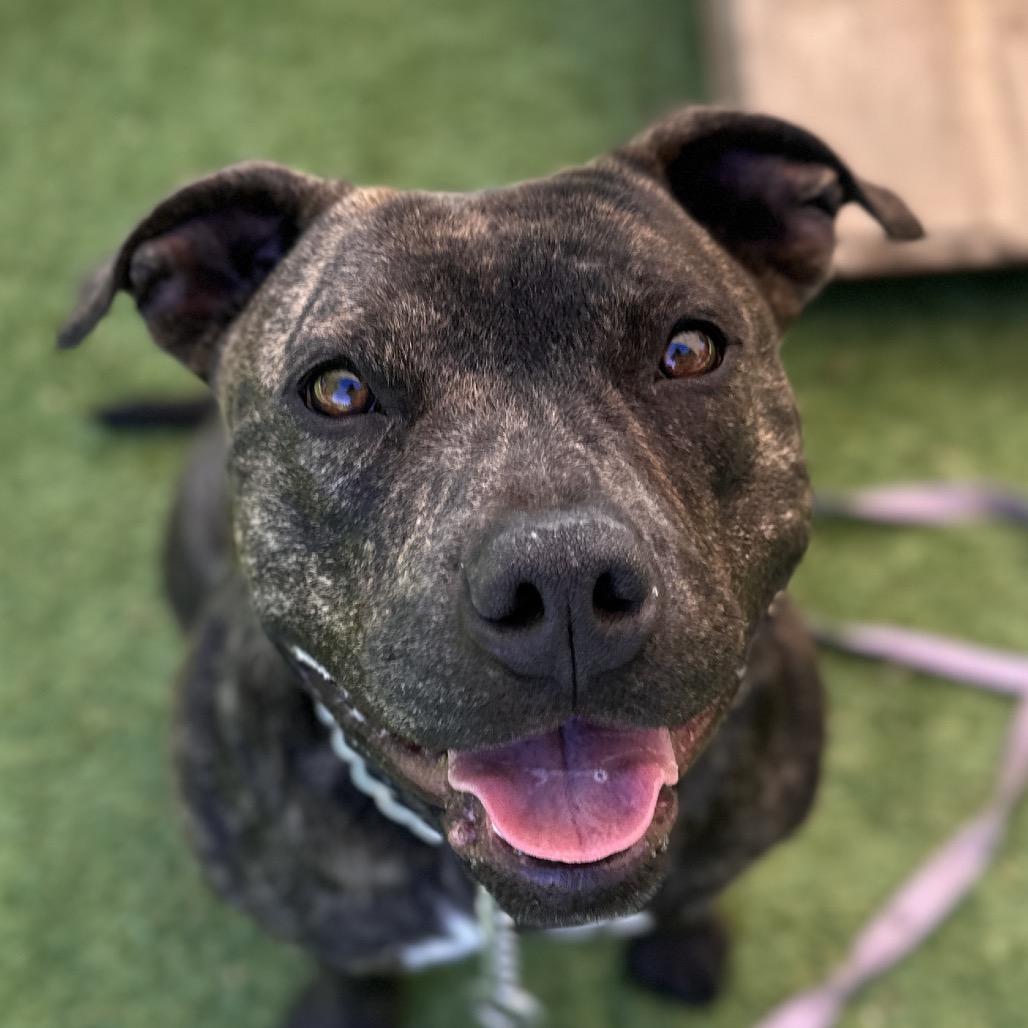 Enlarge Maple - ECAS, a Adoptable mixed breed in Pleasanton, CA image 4/6