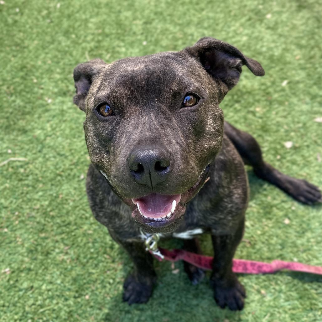 Enlarge Maple - ECAS, a Adoptable mixed breed in Pleasanton, CA image 4/6