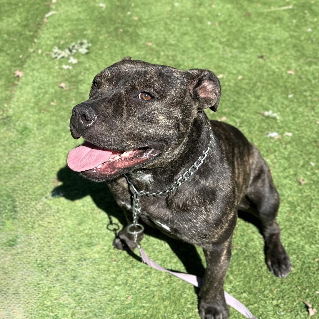 Enlarge Maple - ECAS, a Adoptable mixed breed in Pleasanton, CA image 5/6