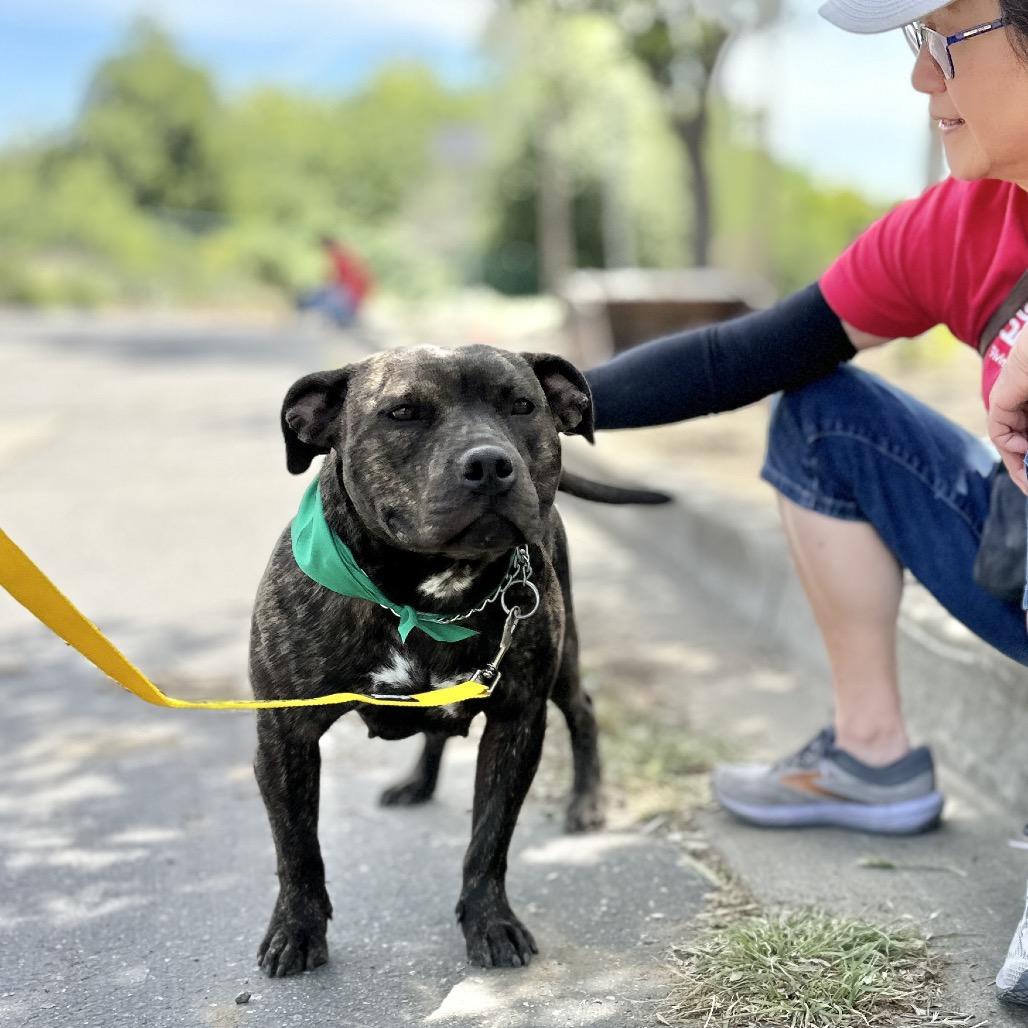 Enlarge Maple - ECAS, a Adoptable mixed breed in Pleasanton, CA image 6/6