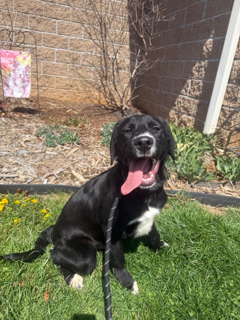 Ekin, Adoptable, Puppy Male Labrador Retriever & Mixed Breed.