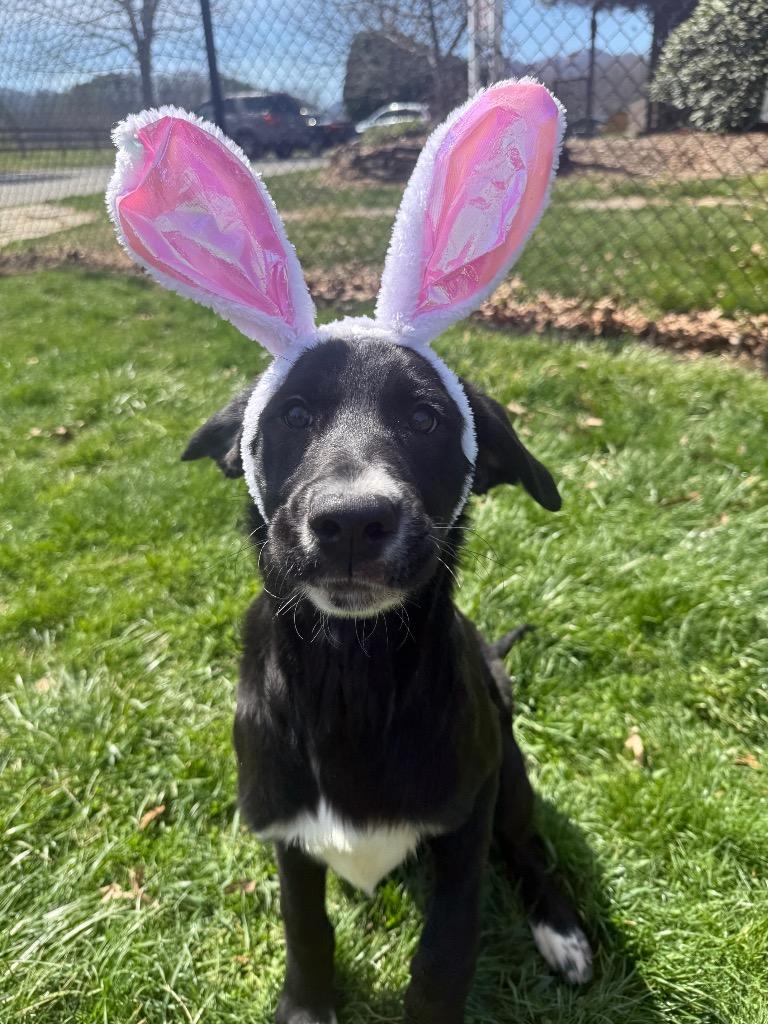 Enlarge Ekin, a Adoptable mixed breed in Burnsville, NC image 2/6