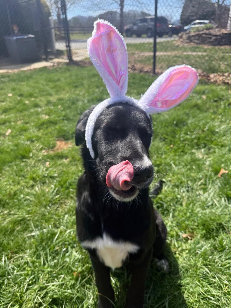 Enlarge Ekin, a Adoptable mixed breed in Burnsville, NC image 3/6