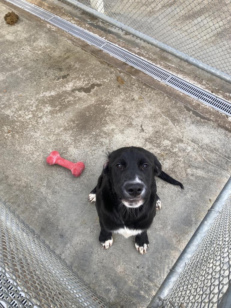 Enlarge Ekin, a Adoptable mixed breed in Burnsville, NC image 4/6