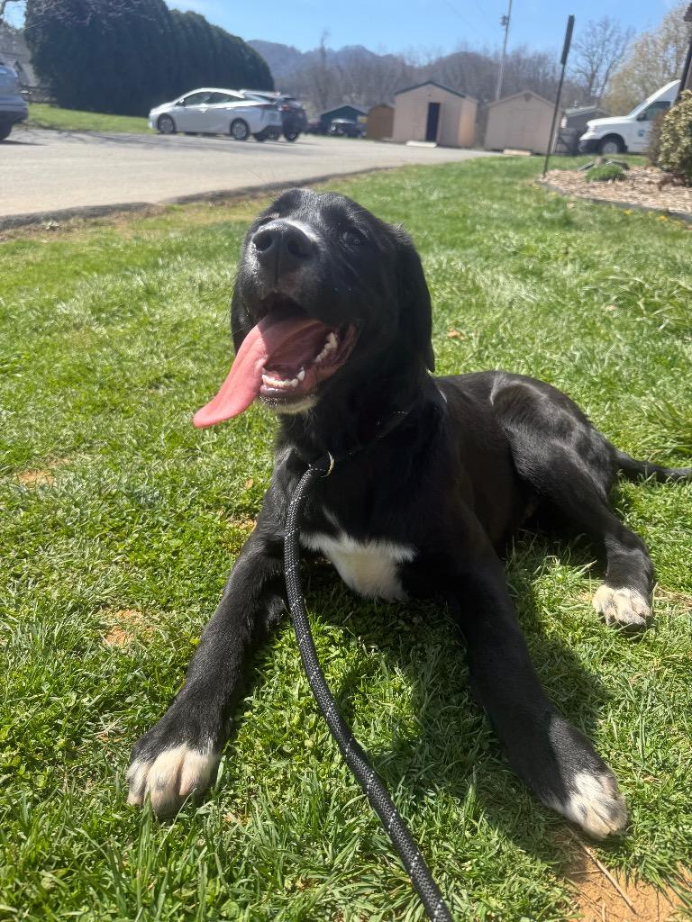 Enlarge Ekin, a Adoptable mixed breed in Burnsville, NC image 5/6