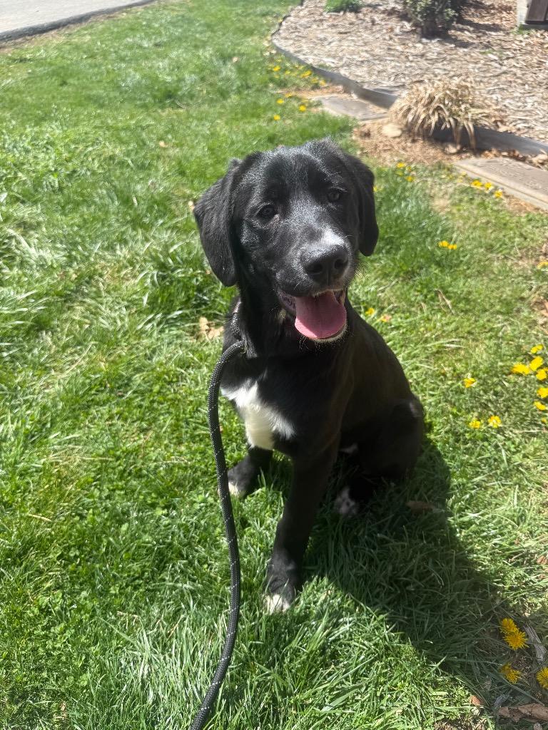 Enlarge Ekin, a Adoptable mixed breed in Burnsville, NC image 6/6