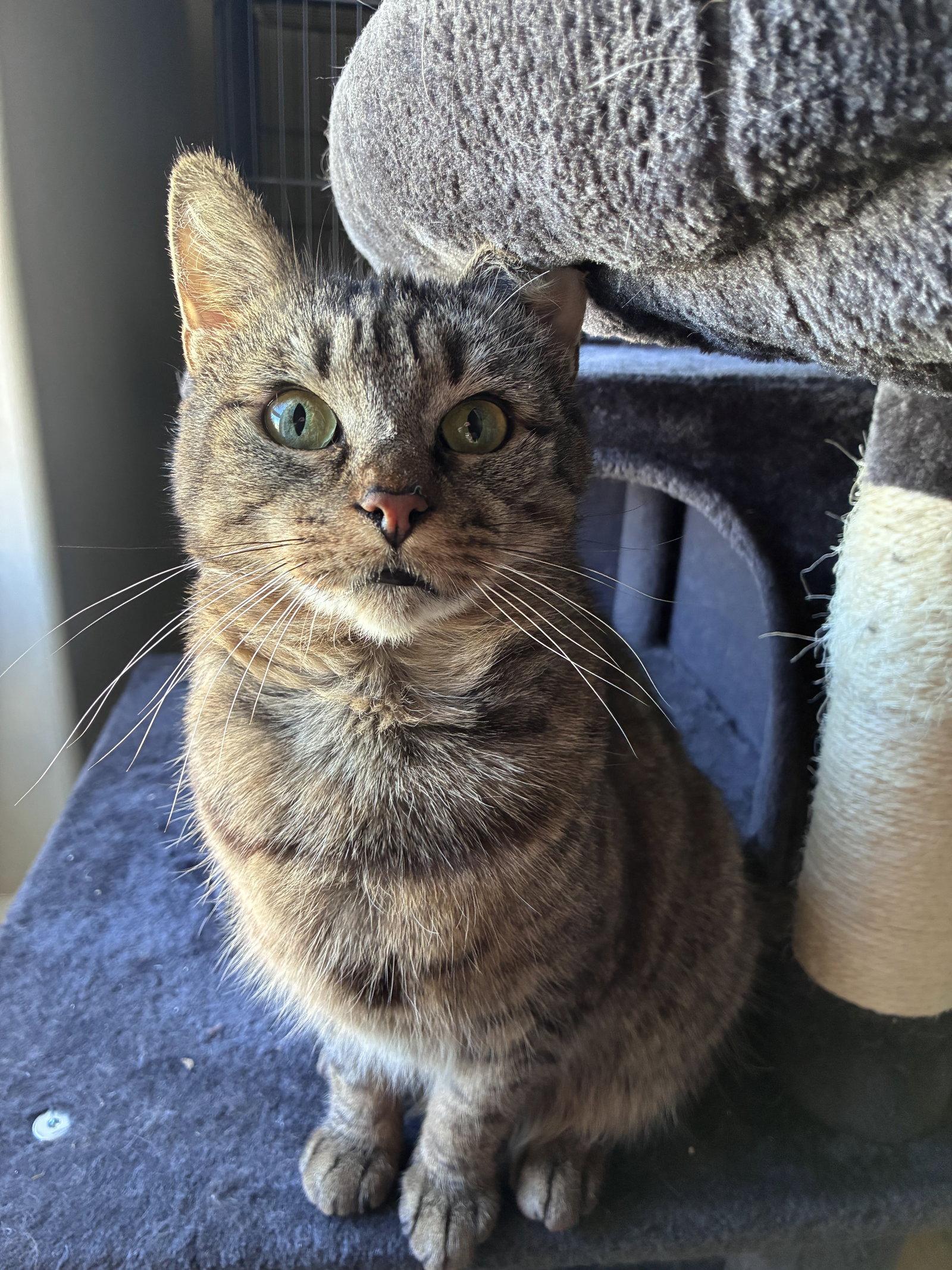 Bobbi, Adoptable, Adult Female Domestic Short Hair.
