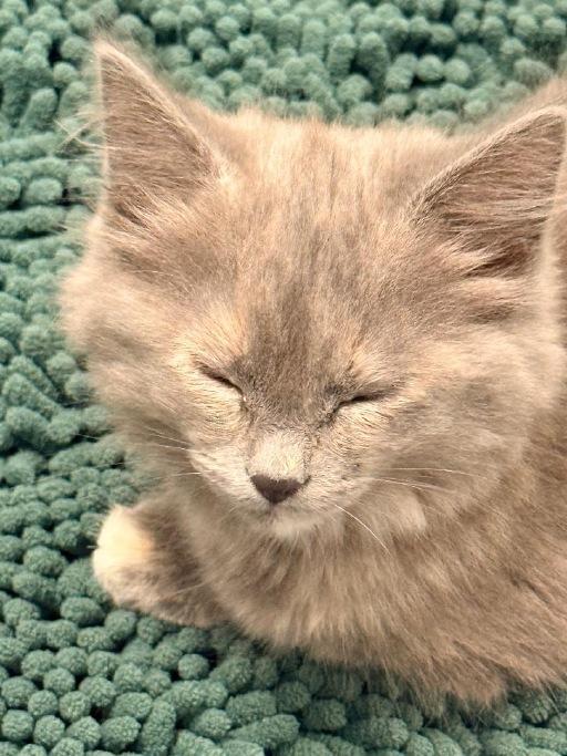 Enlarge Rosemary, an adopted Domestic Long Hair in Winter Haven, FL image 1/3