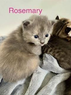 Enlarge Rosemary, an adopted Domestic Long Hair in Winter Haven, FL image 3/3
