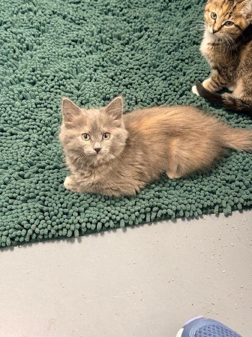 Enlarge Rosemary, an adopted Domestic Long Hair in Winter Haven, FL image 2/3