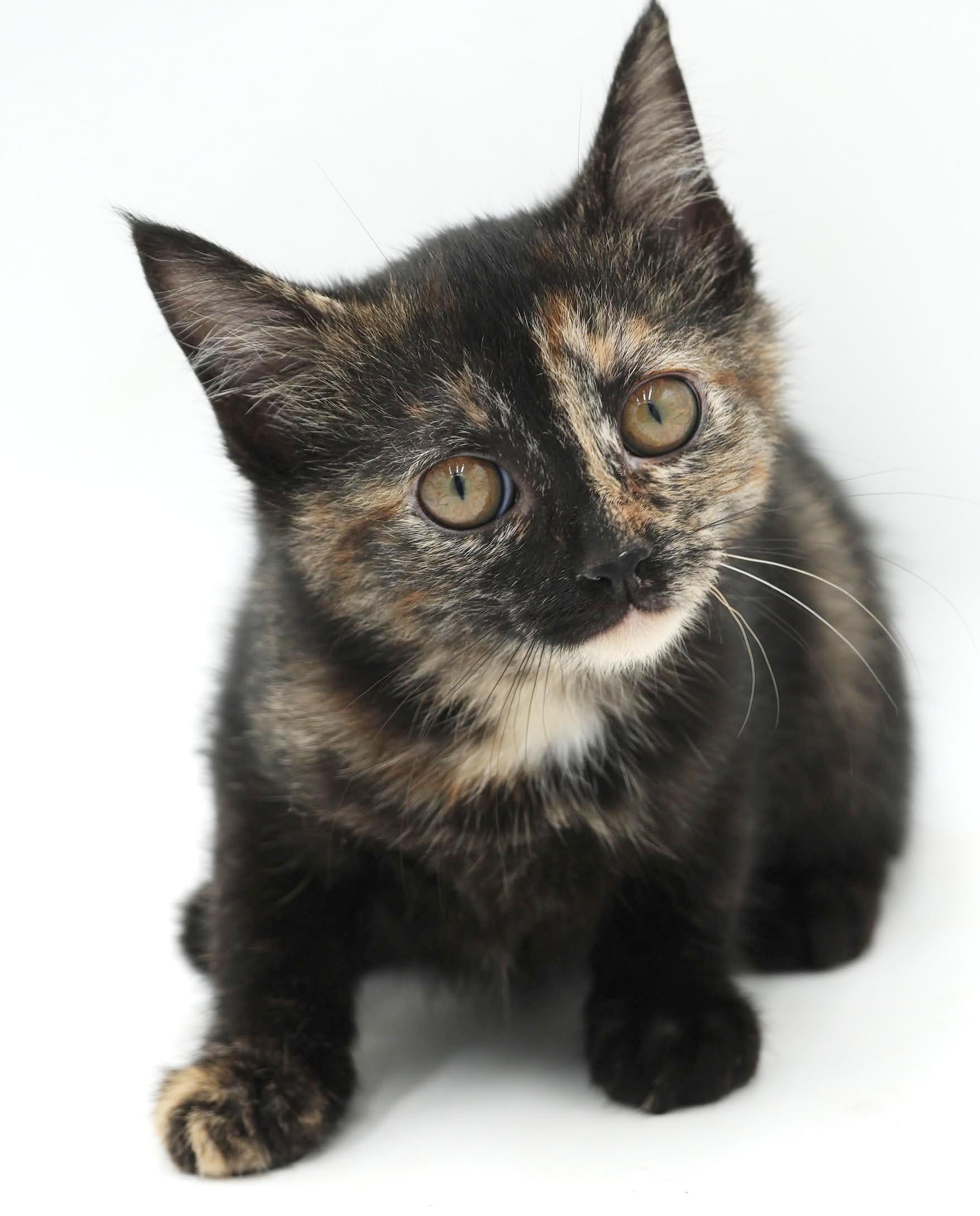 Polynesia is petite and perfect and our Halloween rainbow - loves bro Chicken Mini, Adoptable, Kitten Female Tortoiseshell.