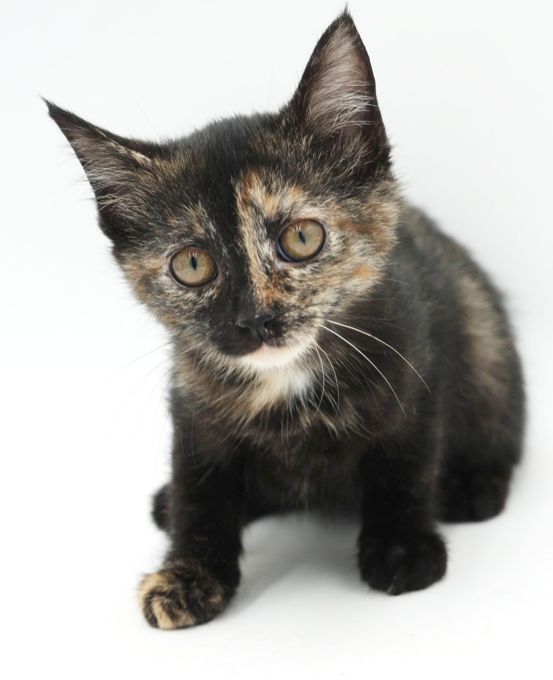 Enlarge Polynesia is petite and perfect and our Halloween rainbow - loves bro Chicken Mini, a Adoptable Tortoiseshell in Bedford Hills, NY image 3/6